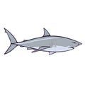 Great white shark Aussie fauna color vector character Royalty Free Stock Photo