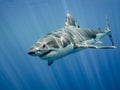 Great white shark Royalty Free Stock Photo