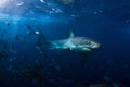 A Great White Shark with blood around mouth Royalty Free Stock Photo