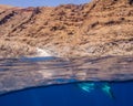 A Great White Shark Breaches the Surface at Guadalupe Island in Mexico Royalty Free Stock Photo