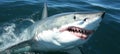 Great White Shark Breaches the Surface, Mouth Agap, Showing Rows of Razor-Sharp Teeth. Royalty Free Stock Photo