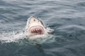 Great white shark Royalty Free Stock Photo