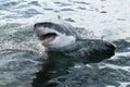 Great white shark Royalty Free Stock Photo