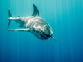 Great white shark Bruce from Finding Nemo
