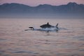 Great White Shark, carcharodon carcharias, Adult Breaching, Hunting a South African Fur Seal, arctocephalus pusillus, False Bay in Royalty Free Stock Photo