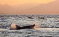 Great White Shark (Carcharodon carcharias) attack