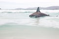 Great White Shark (Carcharodon carcharias) at the beach. Generative AI Royalty Free Stock Photo