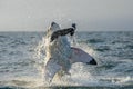 Great White Shark Carcharodon carcharias breaching in an attac Royalty Free Stock Photo