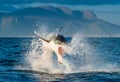 Great White Shark Carcharodon carcharias breaching