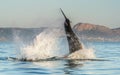 Great White Shark Carcharodon carcharias breaching in an attack Royalty Free Stock Photo