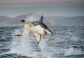 Great White Shark Carcharodon carcharias breaching Royalty Free Stock Photo