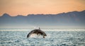 Great White Shark Carcharodon carcharias breaching Royalty Free Stock Photo