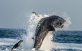 Great White Shark (Carcharodon carcharias) breaching in an attack on seal. Hunting of a Great White Shark (Carcharodon carcharias)