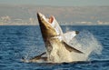 Great White Shark (Carcharodon carcharias) breaching in an attack on seal Royalty Free Stock Photo