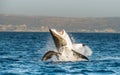 Great White Shark ( Carcharodon carcharias ) breaching in an attack