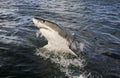 Great white shark Carcharodon carcharias breaching on ocean surface Royalty Free Stock Photo