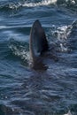 Great White Shark, carcharodon carcharias, Fin of Adult emerging from Sea, False Bay in South Africa Royalty Free Stock Photo