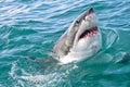 Great White Shark, Gansbaai, Western Cape, South Africa Royalty Free Stock Photo