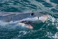 Great white shark, Carcharodon carcharias Royalty Free Stock Photo