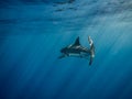 Great white shark caudal fin swimming under sun rays in the blue