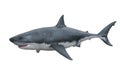 Great White Shark. 3D render isolated on white