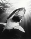 Great White Shark Showcasing Its Teeth Near Divers in a Cage During an Underwater Exploration Royalty Free Stock Photo
