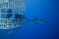 Great White Shark with Divers Royalty Free Stock Photo