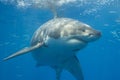 Great white shark diving in Mexico