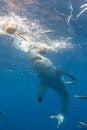 Great white shark diving in Mexico