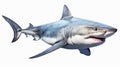 White Shark Swimming In Water On White Background Royalty Free Stock Photo