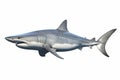 Great white Shark the famous predator in the ocean isolated on white background, marine animal, clip art, diversity of animals,