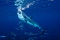 Great White Shark feeding at Guadalupe Island