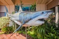 Great White Shark Fibreglass