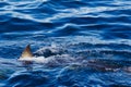 Great white shark fin above water Royalty Free Stock Photo