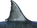 Great White Shark Fin, Isolated Royalty Free Stock Photo