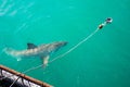 Great white shark, Gansbaai, South Africa Royalty Free Stock Photo