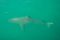 Great white shark, Gansbaai, South Africa Royalty Free Stock Photo