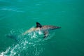 Great white shark, Gansbaai, South Africa Royalty Free Stock Photo