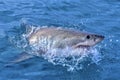 Great White Shark, Gansbaai, South Africa Royalty Free Stock Photo