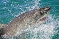 Great White Shark, Gansbaai, Western Cape, South Africa Royalty Free Stock Photo