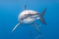 Great White Shark at Guadalupe Island Royalty Free Stock Photo