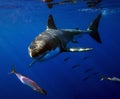 Great White Shark, Guadalupe Island, Mexico