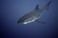 Great White Shark Royalty Free Stock Photo