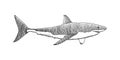 Great white shark hand drawing vintage engraving illustration Royalty Free Stock Photo