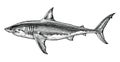 Great white shark hand drawing vintage engraving illustration