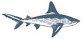 Great white shark hand drawing vintage illustration Royalty Free Stock Photo