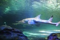 Toronto Aquarium white shark in blue Royalty Free Stock Photo