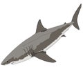 Great White Shark illustration, White Pointer