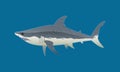 Great white shark illustration Royalty Free Stock Photo