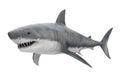 Great White Shark Isolated Royalty Free Stock Photo